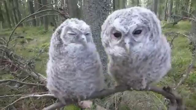 Залипающие совы