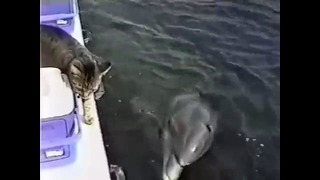 Дружба кошки и дельфина