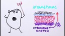 Научпок — Почему наша кожа такая хлипкая