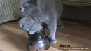 Котенок нашел себе убежище