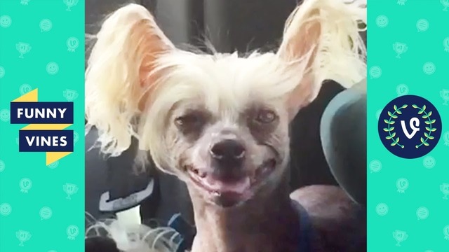TRY NOT TO LAUGH – Funny Animals That Will Make You Smile
