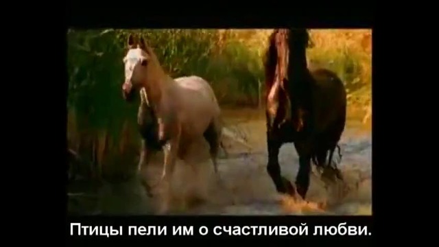 Красивая музыка о нежности и любви (Арабатский конь)