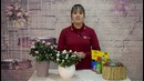 Как ухаживать за Азалией