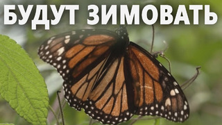 Бабочки-монархи возвращаются из США и Канады в Мексику