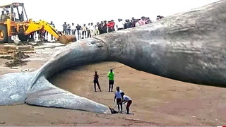 Рыбаки поймали самое большое существо за всю историю земли