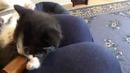 Котенок пьет молоко из бутылочки