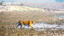 Remarkable New Tiger Behaviours Caught on Camera | Tiger Island | BBC Earth
