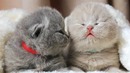 Смешные коты и котята! – Милахи коты – Забавные и милые моменты