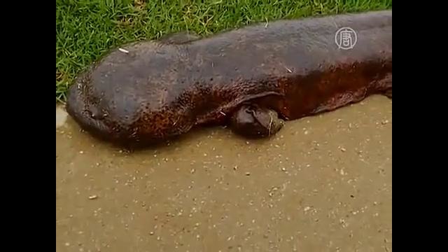 Японский школьник нашел гигантскую саламандру