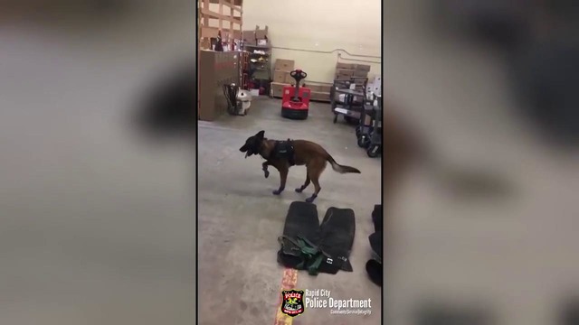 Знакомство полицейской собаки с сапогами для лап рассмешило пользователей сети