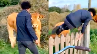 Cow CHARGES at man | FUNNY VIDEOS