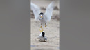 The circle of life ? Watch as this male California least tern starts his family #Shorts #Animals