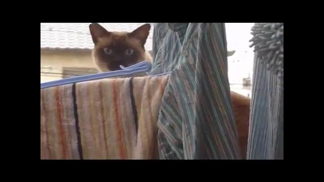 Японский кот-неудачник