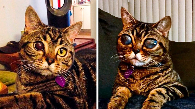 Глаза Этой Кошки не Переставали Расти, Тогда Выяснилась Реальная Причина