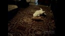 Рыжий задира