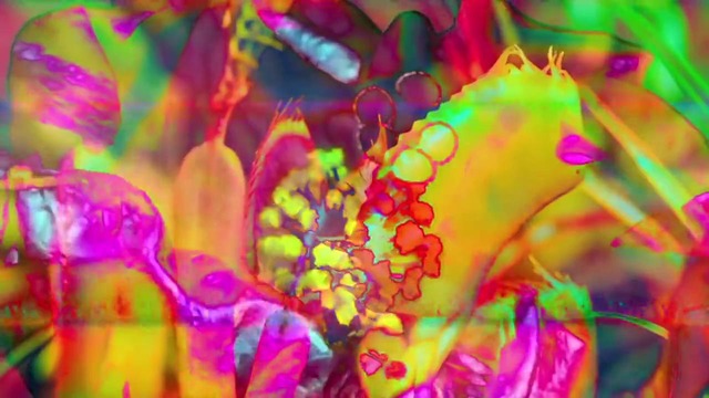 WRONG – Gape (Official Music Video 2018)