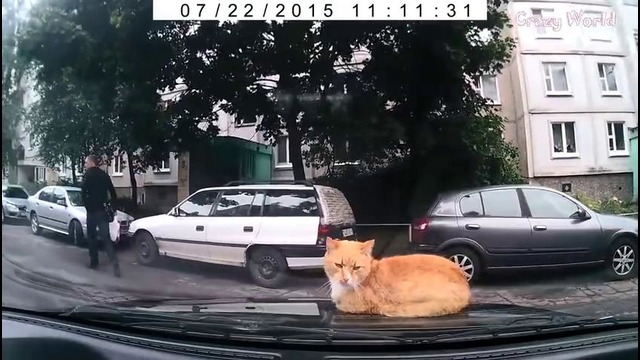 Наглый кот и другие казусы на дорогах