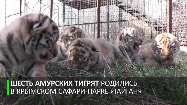 Шесть тигрят мамы Фриды. Пополнение в крымском сафари-парке «Тайган»