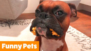 Funniest Cute Animals | Funny Pet Videos