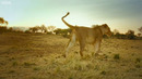 Kali The Lioness Finds Her Dead Cub | Serengeti II | BBC Earth