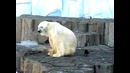 Белый медведь и наглый ворон