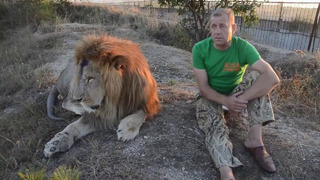 Сафари-парк Тайган – лечение льва вожака