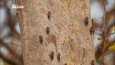 Nat Geo Wild: Тайны дикой природы Индии: Хищники джунглей