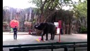 Шоу слонов в Tigerzoo Sriracha