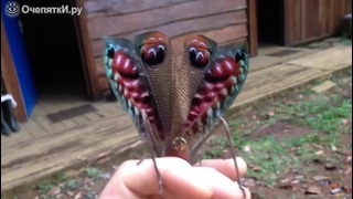 Удивительное насекомое