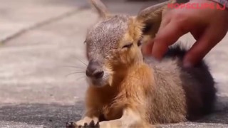 Самые эпические и сумасшедшие видосики со всего мира