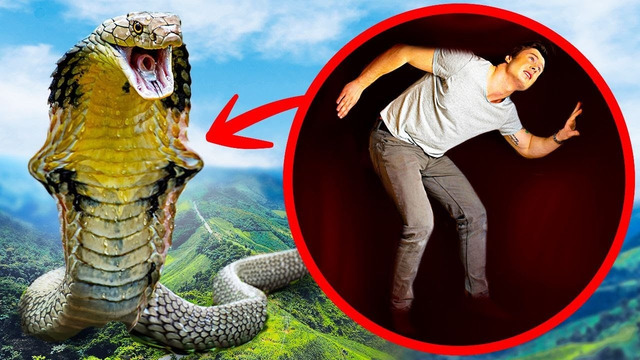 Что, если самая большая в мире змея проглотит вас целиком