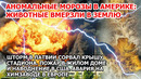 Животные вмерзли в землю в Америке Шторм Латвия Пожар Наводнение США. Взрыв вулкана в Европе Новости