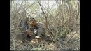 Узбеккино – Жизнь Тугайного Леса