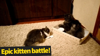Эпичная битва двух котов за коробку из-под обуви