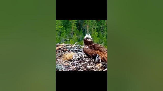 Ворона убивает детеныша скопы, но месть находит ее быстро