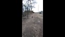 Петух встречает свою хозяйку из школы