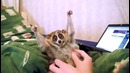 Лори – самые милые животные в мире