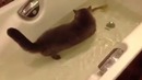 Фальшивая Котяра