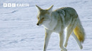 1 Hour of Yellowstone’s Breathtaking Beauty | BBC Earth