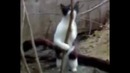 Коты после валерьянки