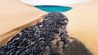 Не Вздумай Спасать Рыбу в Пустыне