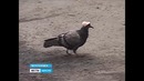 Голубь в кепке