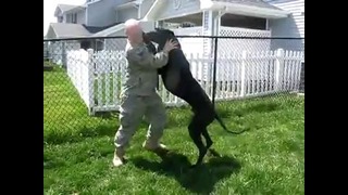 Пес соскучился по хозяину-военному