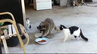 Енот ворует еду у котят
