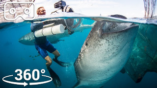 Swim With The Biggest Fish In The Ocean | VR 360 | Seven Worlds, One Planet