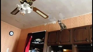 Кот решил прыгнуть на люстру