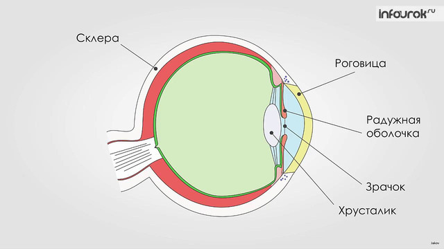 Глаз и зрение. Оптические приборы