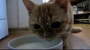 Милый котенок пьет молоко