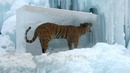 Топ 10 Шокирующих Животных Замерших Во Льду ч.2