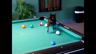 Собачка играет в бильярд